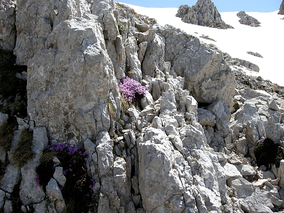 Saxifraga oppositifolia subsp. oppositifolia/ Sassifraga a foglie opposte